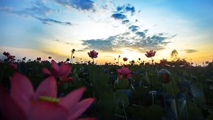 Thua Thien – Hue: 1st Lotus Festival wraps up with resounding success