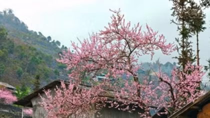 Peach blossom festival in Dong Van stone plateau