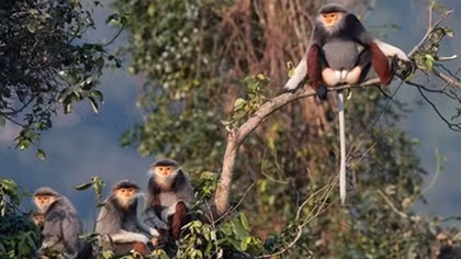 Photo exhibition on biodiversity of Son Tra launched