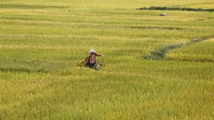 China set to cut into India, Vietnam rice exports in 2017 