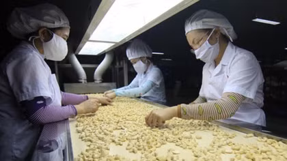 Vietnam expects to earn US$3.3 billion from cashew exports