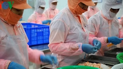 Shrimp exports set to capitalise on EVFTA opportunities