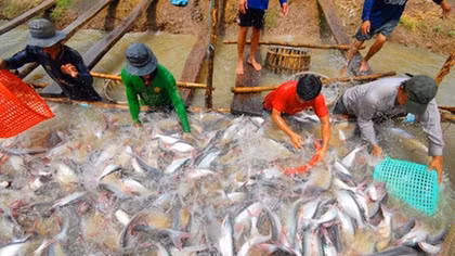 Seafood export turnover hit 1.11 billion USD