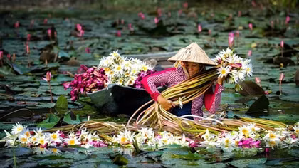 Floods immerse An Giang in breathtaking beauty