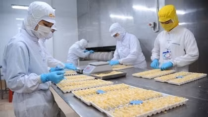 Vietnam’s shrimp exports rake in US$1.7 billion H1