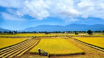 Opportunities exist for rice exports in high-end market