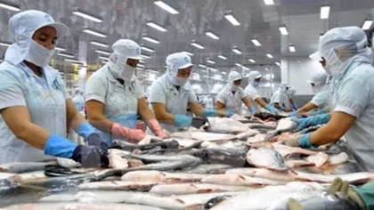 Vietnam qualified to export catfish to the US