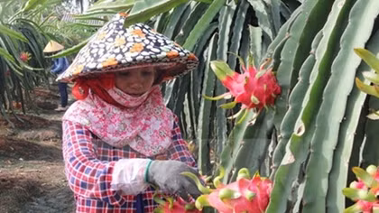 Dragon fruit farmers supported with energy-saving lights
