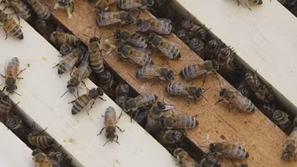 Could Tiny, Stingless Bees Save the World’s Food Supplies?