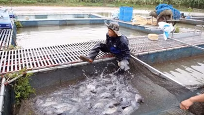 Hanoi sets up large-scale aquatic farming areas in eight districts