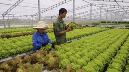 Vietnam works to boost organic farming