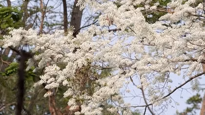 Blossoming Hoa Sua flowers beautify Hanoi during spring months
