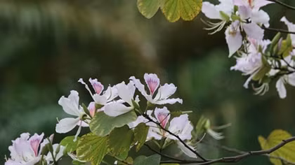 Hanoi welcomes March with beautiful Bauhinia Flowers