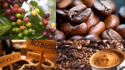 Coffee exports enjoy major surge to EU market