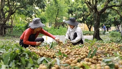 Webinar explores longan export opportunities