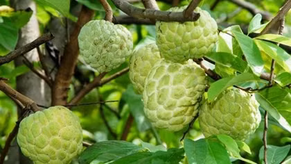 Lang Son to host Chi Lang Custard Apple Festival