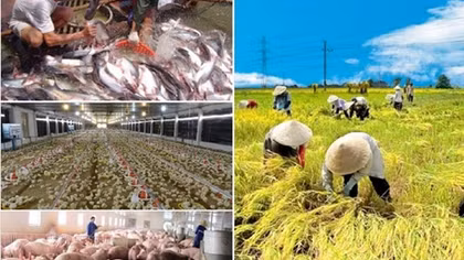 Vietnam Annual Report underlines productivity enhancement in int’l context