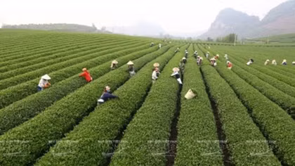 Moc Chau Tea Festival opens