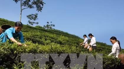 Vietnam’s tea exports likely to increase in coming months