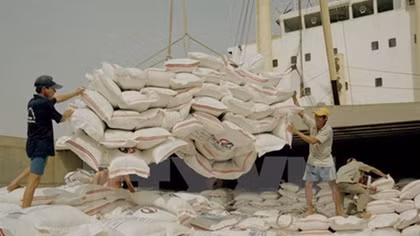 Over 92% of VN’s rice export in Q1 under firms’ deals