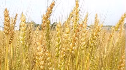 Wheat imports up in ten months