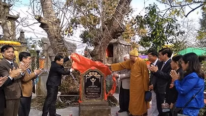 Three more trees in Hai Phong recognised as national heritage tree