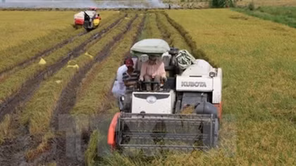 Glutinous rice exports to China slowing down