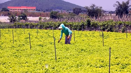 Agriculture to grow 2.8% in 2017