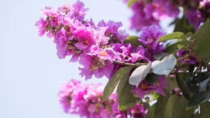 Hanoi streets turn purple with blossoming crape myrtle flowers