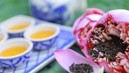New project to promote lotus tea in Hanoi