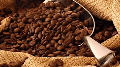 Coffee sector to boost exports on EVFTA incentives