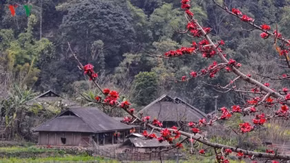 Red silk cotton trees in full bloom in Northwest region