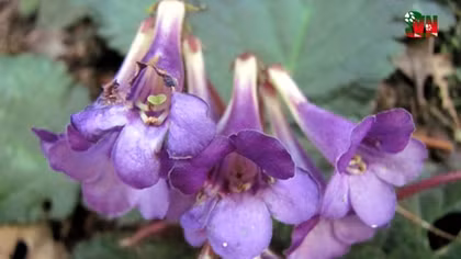 New plant discovered in Cao Bang