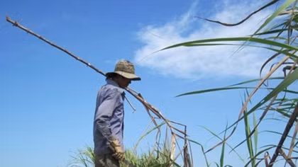 VSSA proposes cane and sugar development fund
