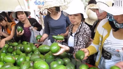 Southern fruit festival opens