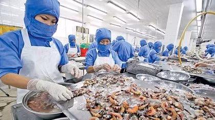 VKFTA gives boost to shrimp exports to RoK