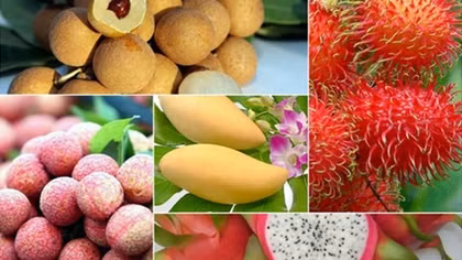 Vietnamese fruit exports to US market expected to grow by year end