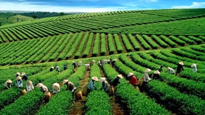 Vietnam tea exporters enjoy record year