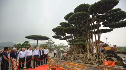 Vietnam chosen to host Asia-Pacific Bonsai Exhibition 2019
