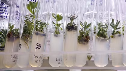 US Plans to Develop Genetically Engineered 'Spy Plants' - DARPA