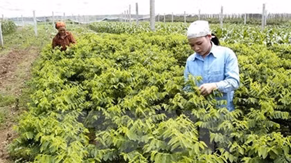 Dutch company plans vegetable seedling centre in Ha Nam