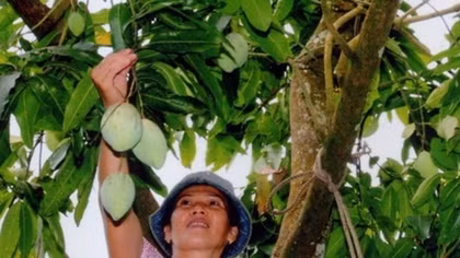 Vietnam officially begins mango exports to US