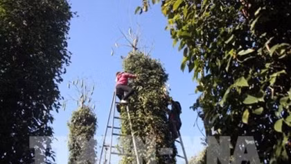 Hi-tech pepper cultivation expands in Quang Tri