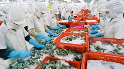 Shrimp exports tumble in 2018