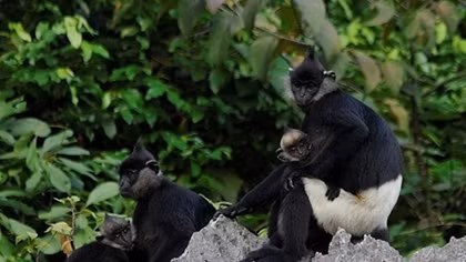 Vietnam to honour contributors to wildlife conservation during 2010-2020
