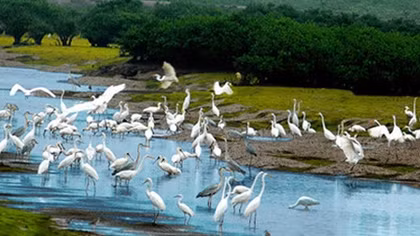 Xuan Thuy National Park, a bird paradise