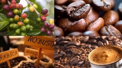 December 10 designated Vietnam Coffee Day