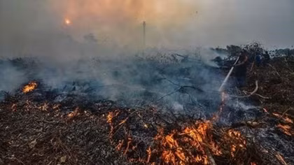 Palm oil blamed for 39 percent of forest loss in Borneo island