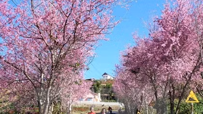 Cherry blossom festival in Da Lat cancelled
