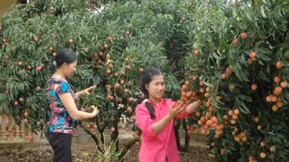 Localities promote litchi trading